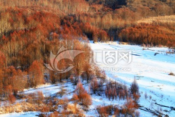 山林红柳雪景