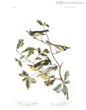 手繪鳥類