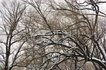 树枝 白雪