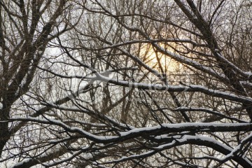 树枝 白雪