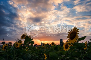 夕照花海