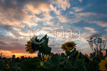 夕照花海