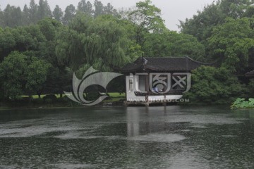 雨中的曲院风荷