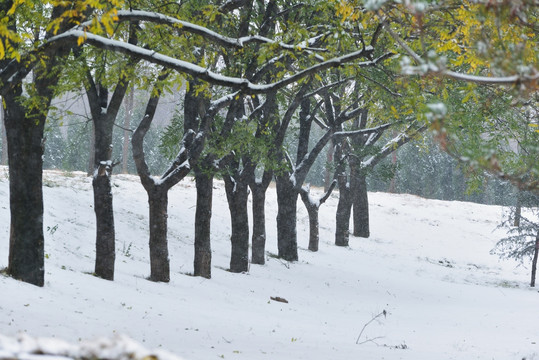 雪后公园