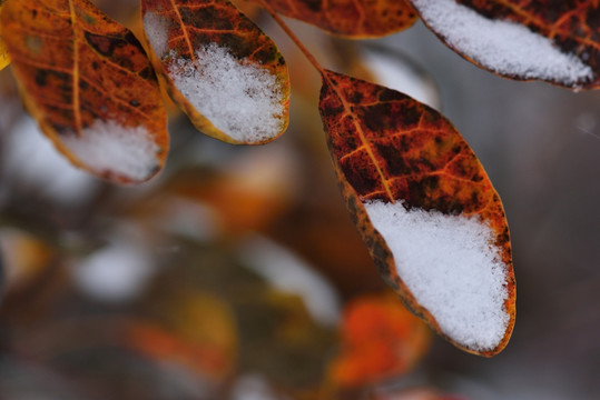 雪中红叶