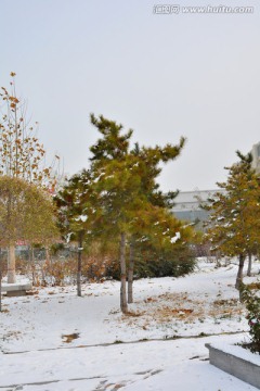 雪景