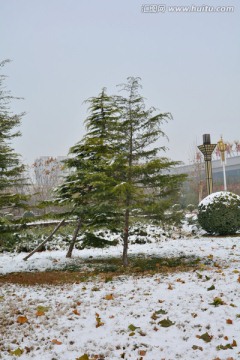 雪景