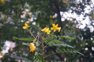 黄色鲜花