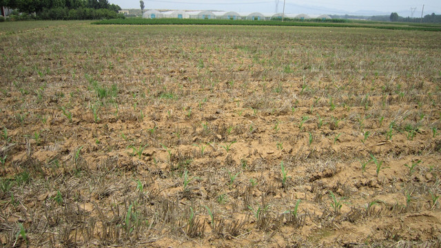 田地 玉米种植