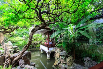上海豫园鱼乐榭景观树