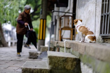 老人和狗