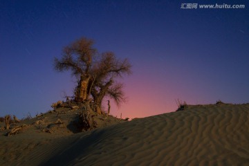 胡杨夜空