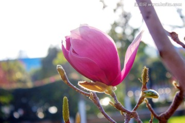 粉色玉兰花