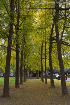 林荫路 路边银杏树