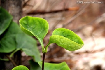 两片丁香叶