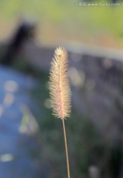 狗尾巴草特写