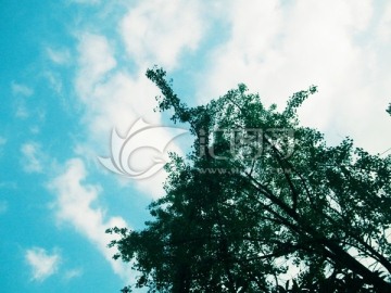 蓝天白云和树木