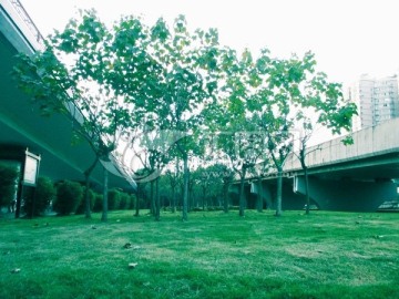 绿树和草地 城市绿化 立交桥