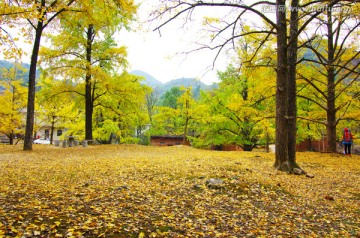 生态乡村 银杏树