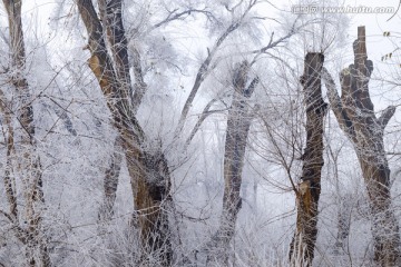 冬雪