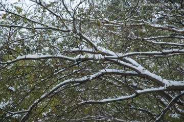 雪后枯枝