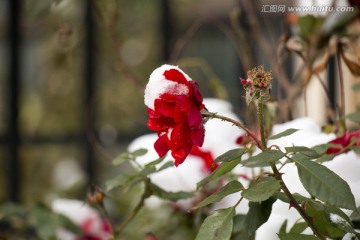 冬日的玫瑰