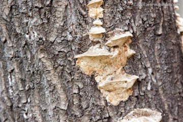 树干上的菌类