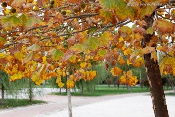 深秋季节树叶金黄