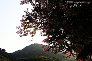 鲜花烂漫