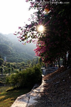 鲜花烂漫