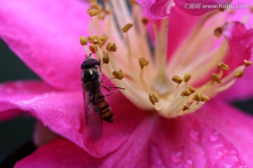 小蜜蜂