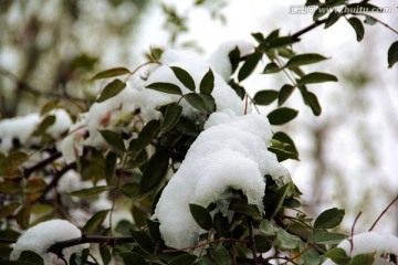 花椒树上的积雪