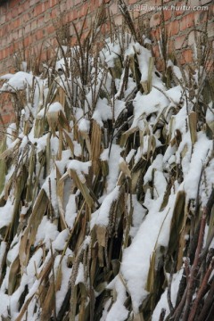 玉米秧上的积雪