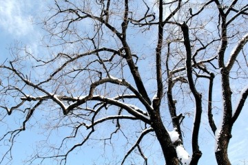 阳光下的蓝天白雪黑树