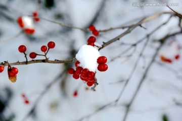 白雪红果