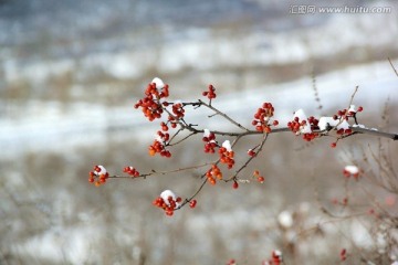 雪后红果