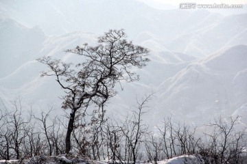 雪后山间的一棵树