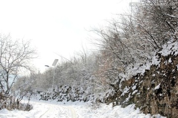 大雪覆盖的路边小植物