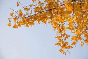 银杏树叶与天空