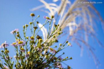 花草