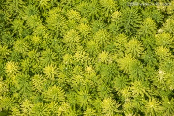 水草
