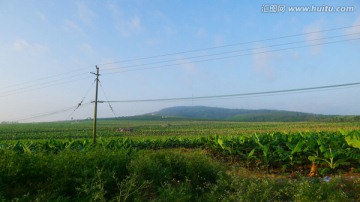 香蕉的海洋