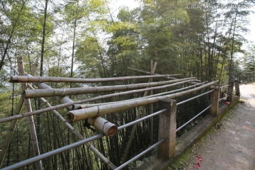 竹林 风景