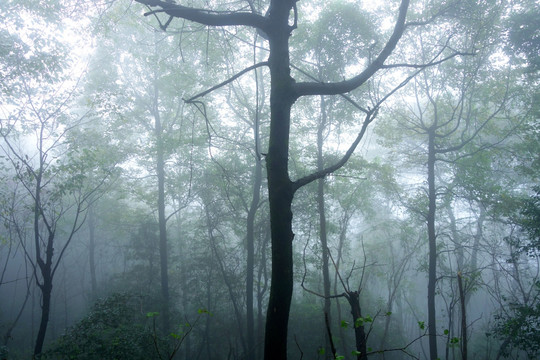 岳麓山晨雾树林