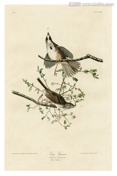 手繪鳥(niǎo)類