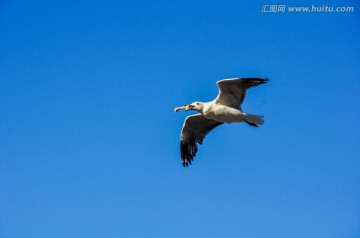 海鸥