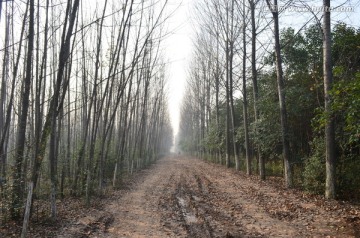 林中道路