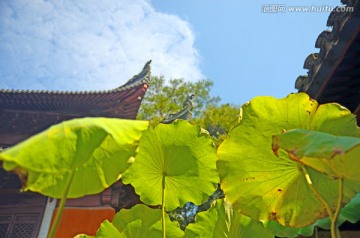 天台国清寺国清讲寺荷花池