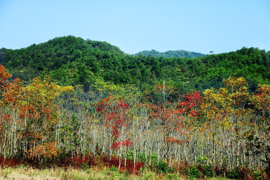 风景 西递 远山 秋 红叶