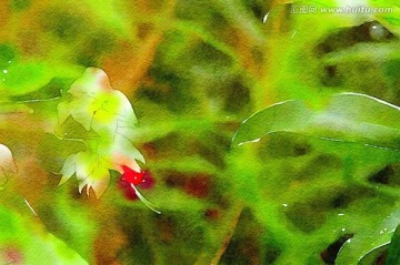 鮮花水彩畫 裝飾畫